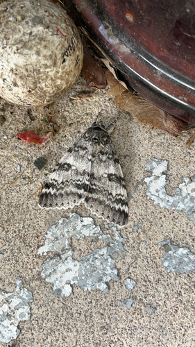 White Underwing