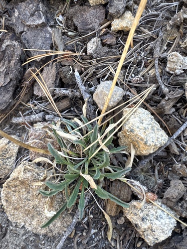 Erysimum capitatum, photograph 3