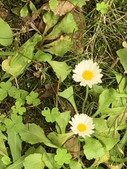 Bellis perennis