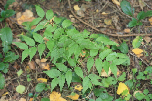 Наблюдение на iNaturalist