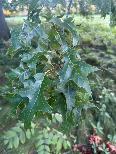pin oak