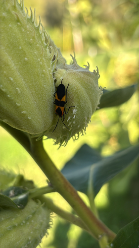 Large Milkweed Bug