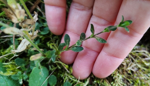 Cerastium holosteoides, photograph 6