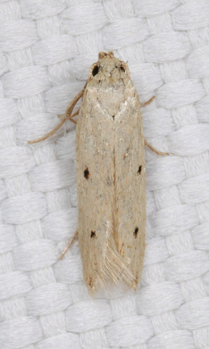 Numata bipunctella