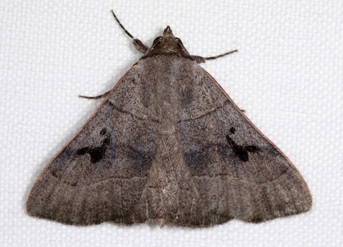 Brown Panopoda Moth