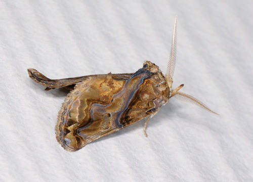 Moonseed Moth