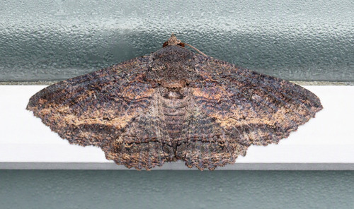 Lunate Zale Moth