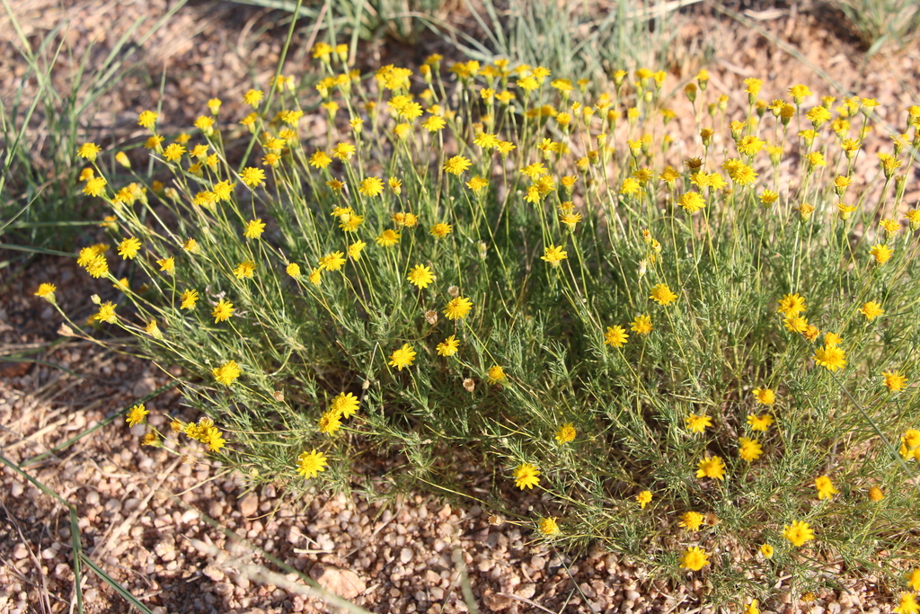 Thymophylla pentachaeta; photograph (c) Zihao Wang, some rights reserved (CC BY)