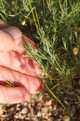 Thymophylla pentachaeta, photograph (c) Zihao Wang, some rights reserved (CC BY)