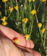 (c) Zihao Wang, some rights reserved (CC BY) Thymophylla pentachaeta, photograph (c) Zihao Wang, some rights reserved (CC BY)