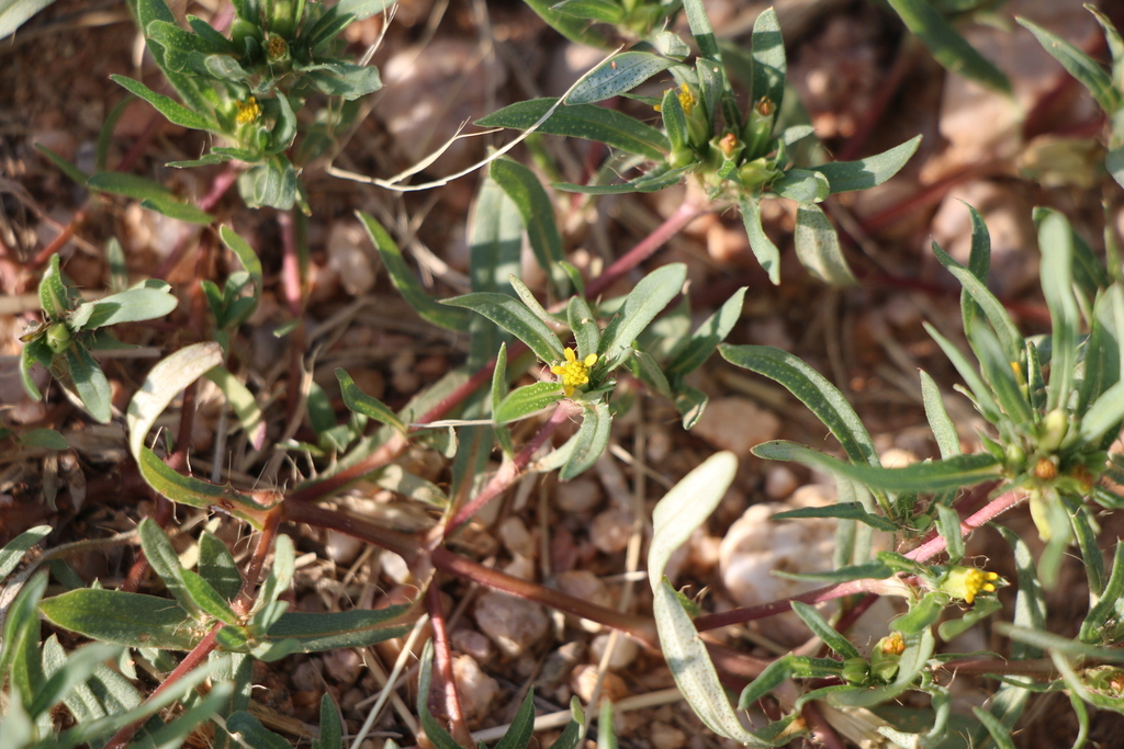 Pectis prostrata; photograph (c) Zihao Wang, some rights reserved (CC BY)