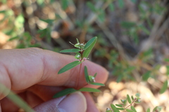 Euphorbia hyssopifolia, photograph (c) Zihao Wang, some rights reserved (CC BY)