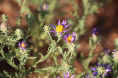 Machaeranthera tagetina