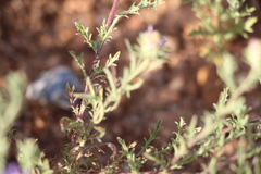 Machaeranthera tagetina, photograph (c) Zihao Wang, some rights reserved (CC BY)
