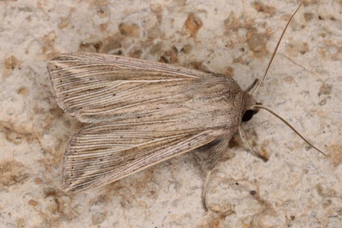 Mythimna riparia
