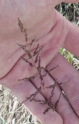 Sporobolus cryptandrus, photograph 3