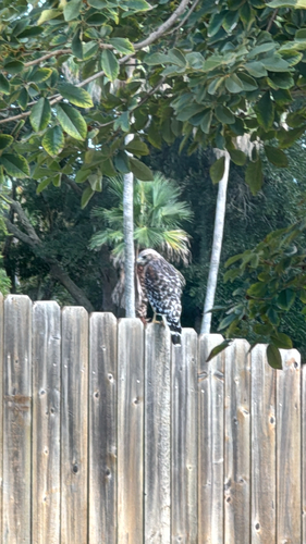 Red-shouldered Hawk