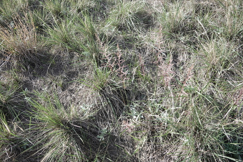 Sporobolus cryptandrus, photograph 4
