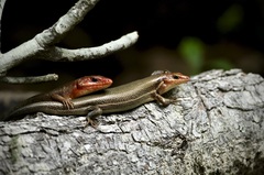 Plestiodon laticeps