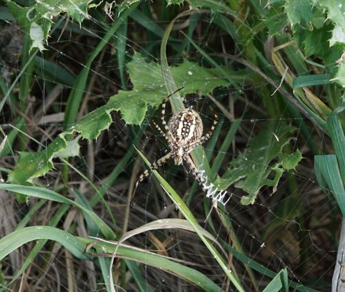 Banded Garden Spider