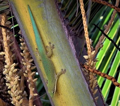 Phelsuma dubia
