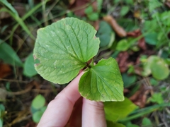 Viola mirabilis, photograph (c) Екатерина Гущина, some rights reserved (CC BY)