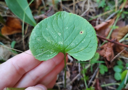 Viola mirabilis, photograph 5