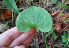 Viola mirabilis, photograph (c) Екатерина Гущина, some rights reserved (CC BY)