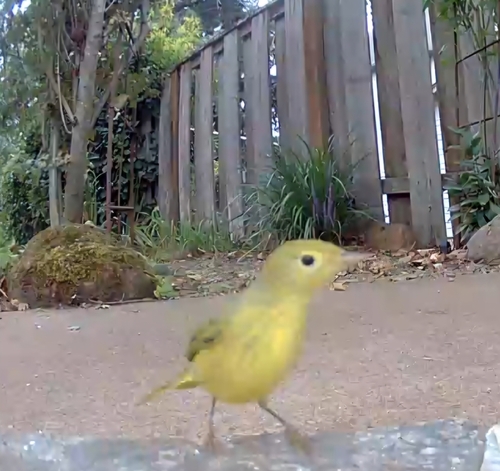 Northern Yellow Warbler