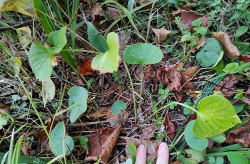 Viola mirabilis, photograph 6