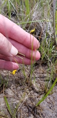 Utricularia intermedia