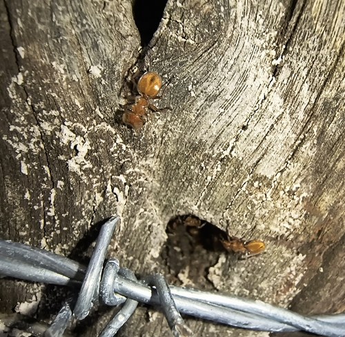 Cephalotes clypeatus