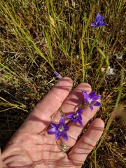 Brodiaea terrestris kernensis
