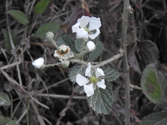 Rubus pringlei