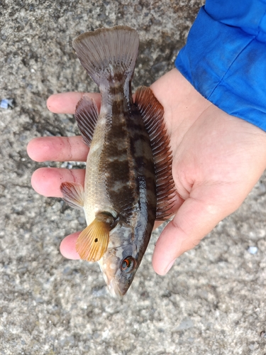 Ballan Wrasse
