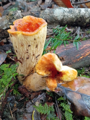 Scaly Chanterelle