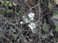 Rubus pringlei