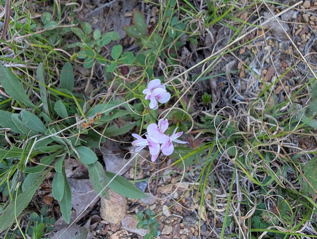 Lespedeza repens; photograph (c) Matthew Gerke, some rights reserved (CC BY)