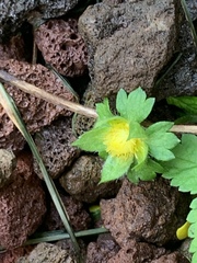 Potentilla indica