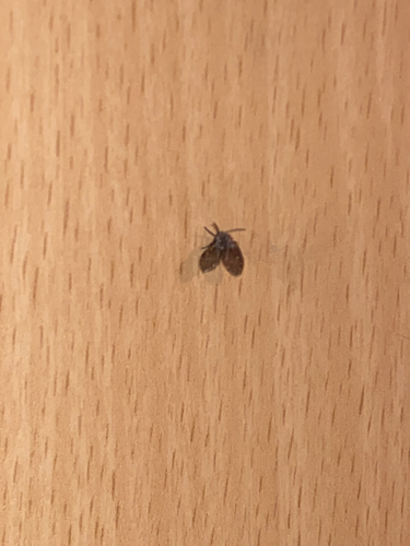 Bathroom Moth Fly