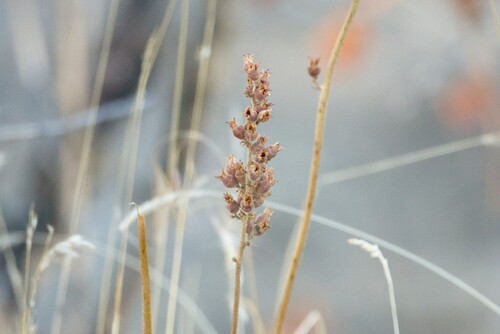 Heuchera cylindrica, photograph 6