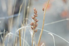 Heuchera cylindrica, photograph (c) cigazze, some rights reserved (CC BY)