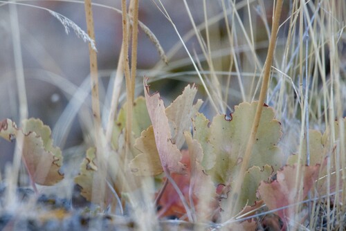 Heuchera cylindrica, photograph 5