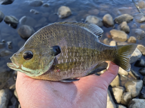 Bluegill