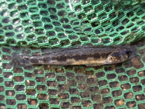 Blackside Darter