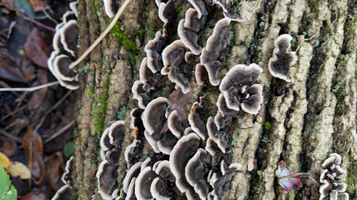 turkey-tail