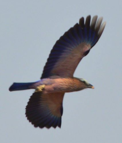 Purple Roller