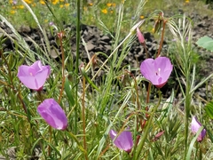 Clarkia arcuata