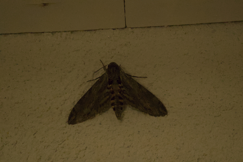 Convolvulus Hawkmoth