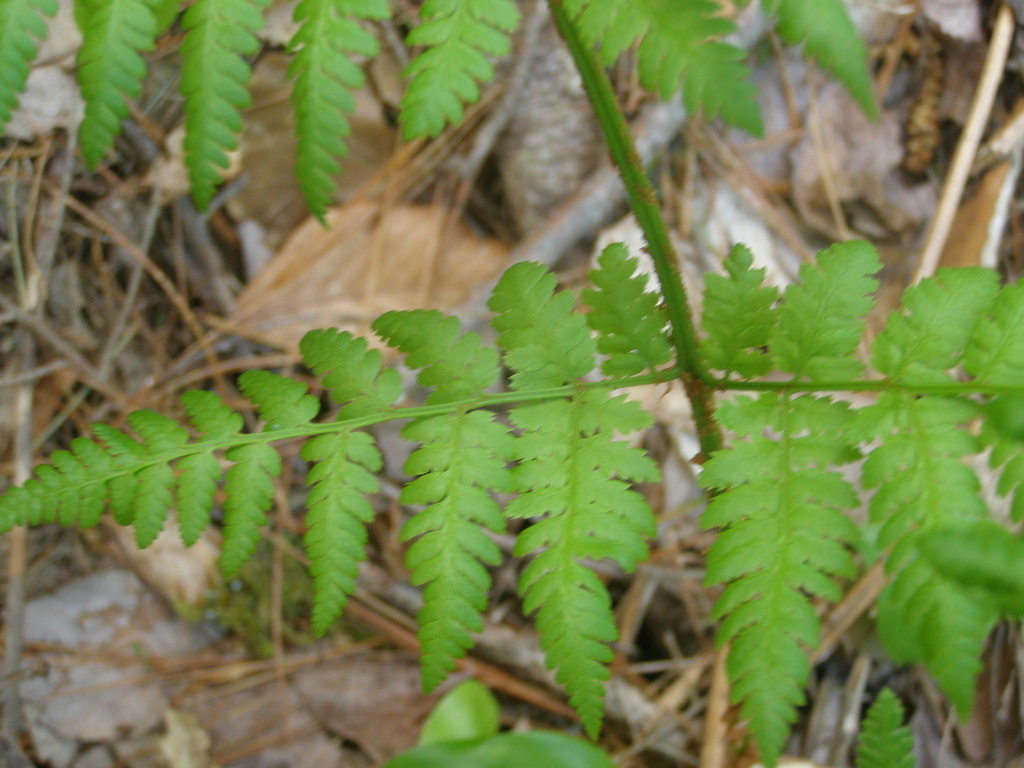 mountain wood fern from Randolph, MA 02368, USA on May 16, 2020 at 01: ...